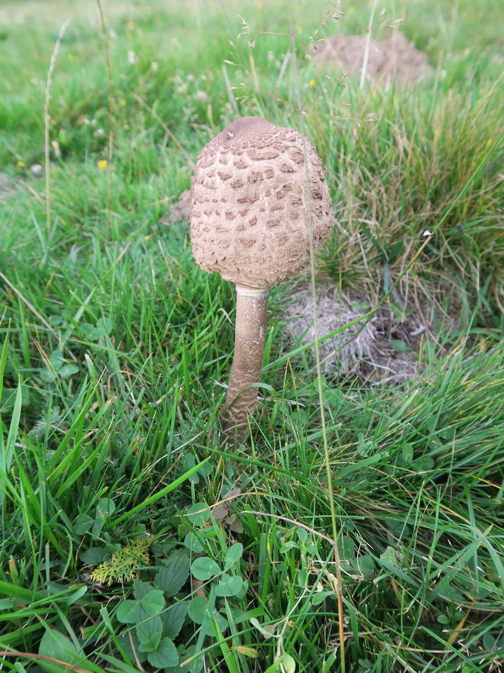 24. - 25.2016 September Denti della Vecchia